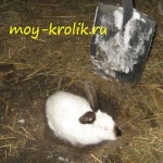 Содержание кроликов в яме: минусов мало, но Оч-чень большие